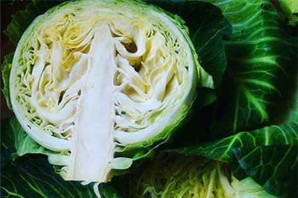 Cabbage